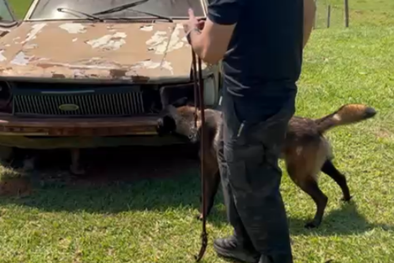 Novo cão de faro “Guns” reforçará o trabalho da Polícia Civil em São Miguel do Oeste
